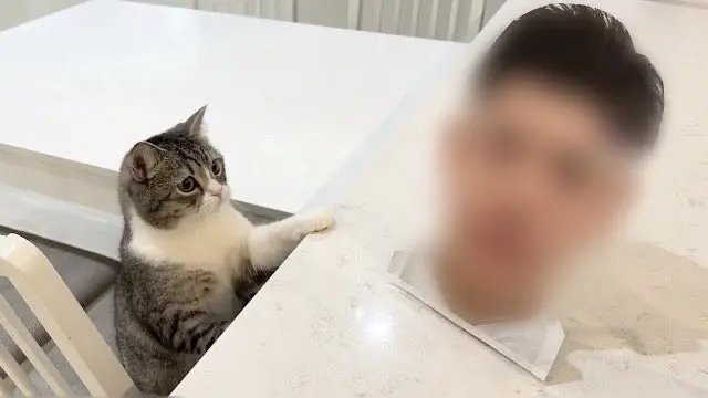 『もちまる日記』の飼い主が嫌いといわれる理由とは？サイコパスの噂も