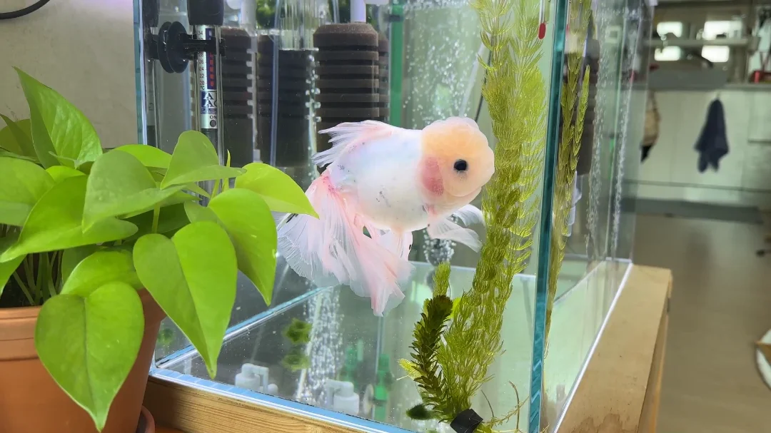 『えみこのおうち』嫌いといわれる理由は？やらせって本当？